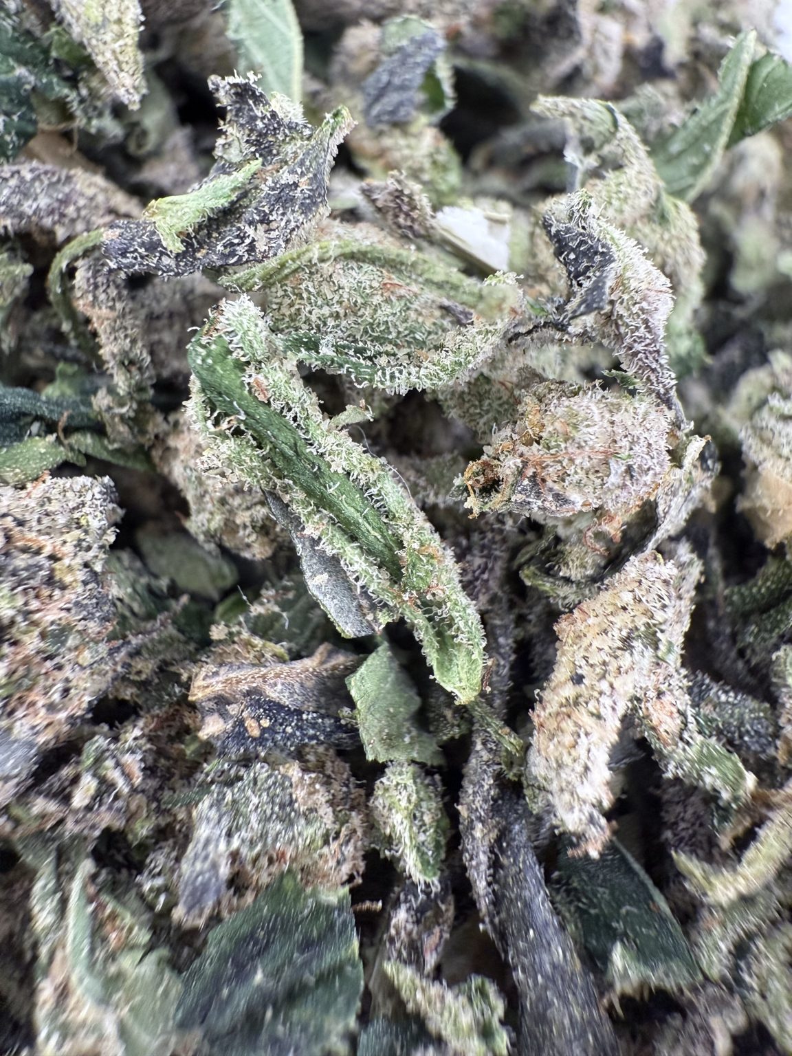 T03 Jack Herre Shake/w Micro image