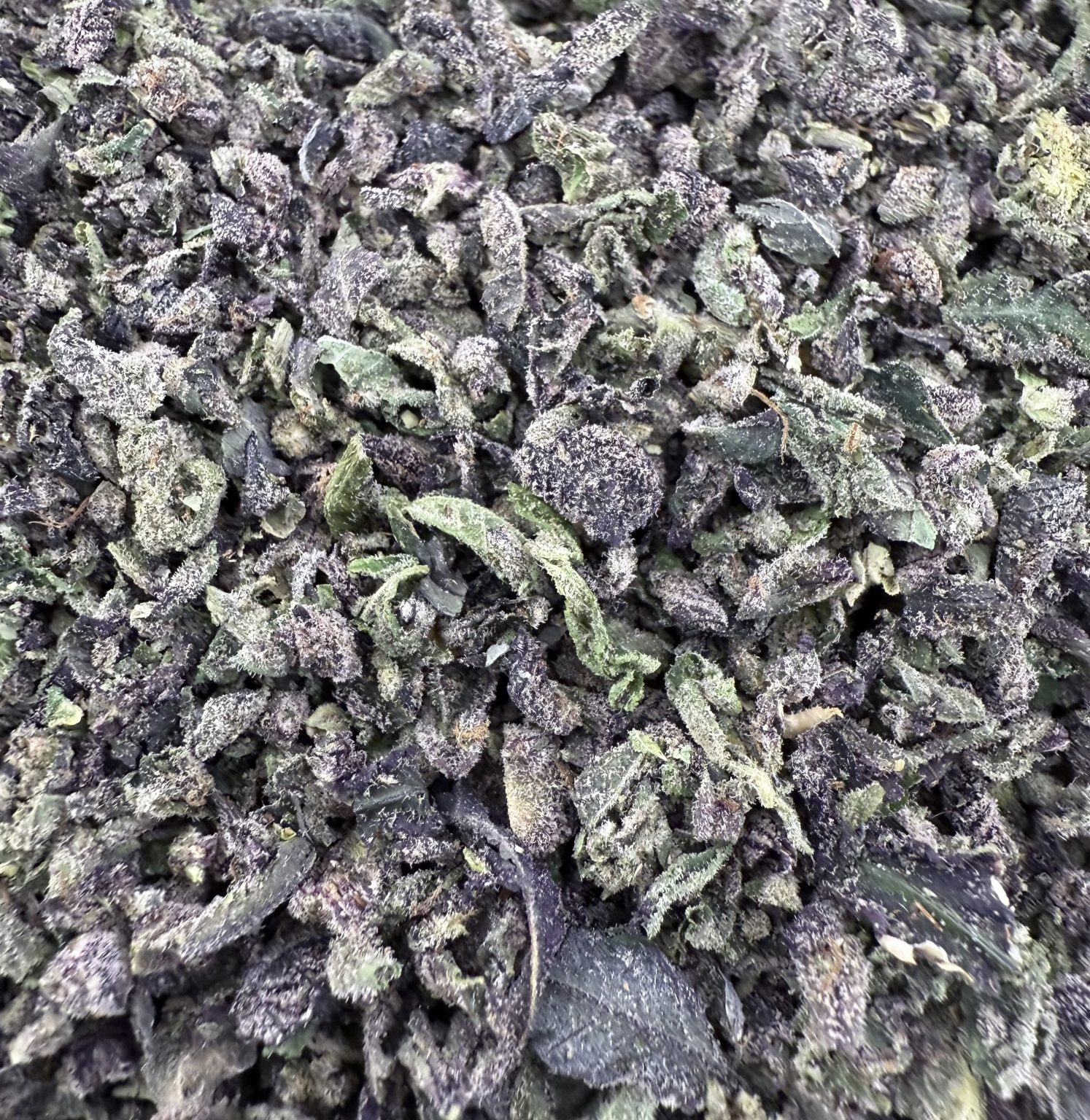 T05 Blackberry Shake/w Micro