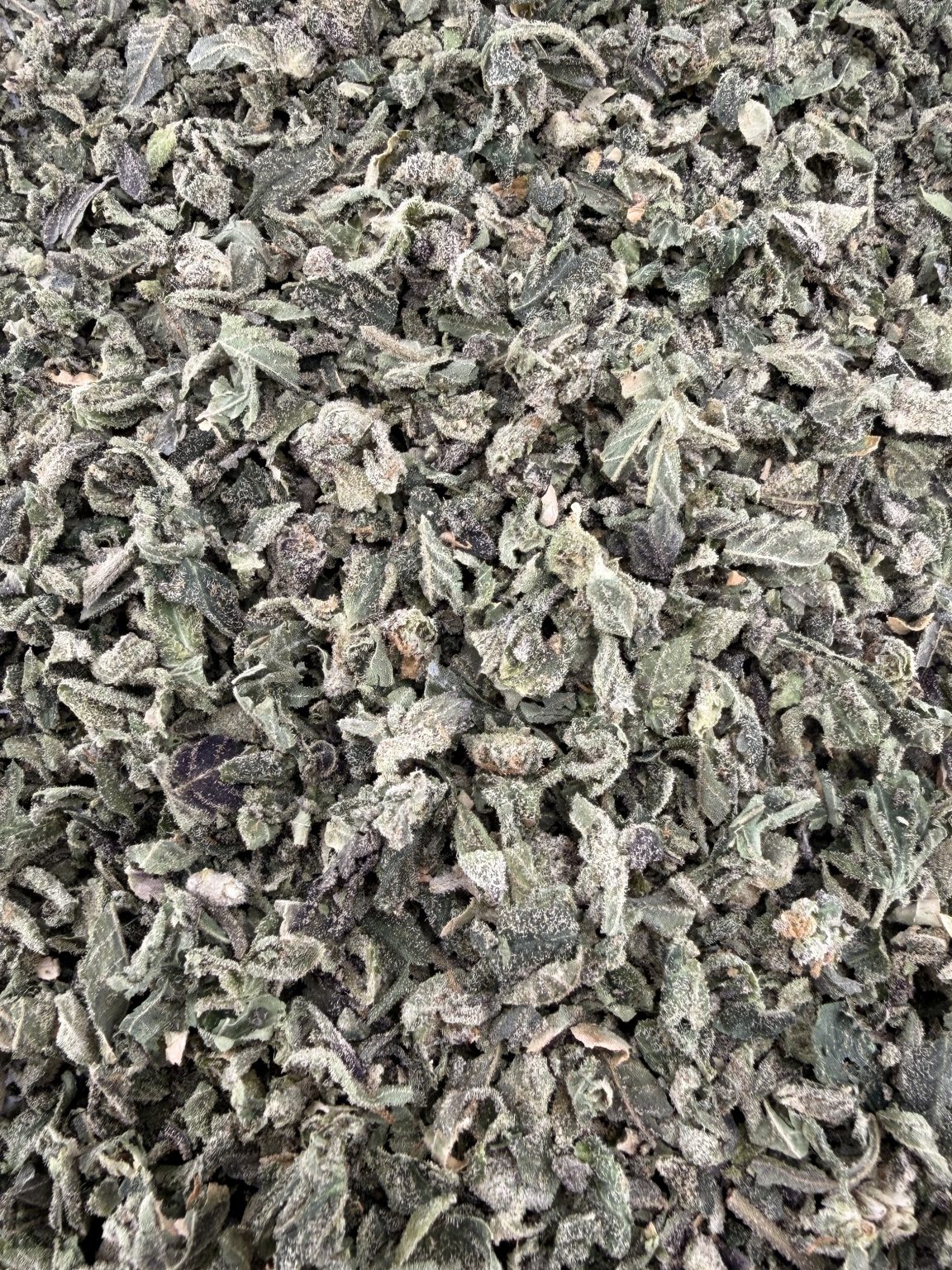 T01 LA Pop x PPP Shake/w Micro