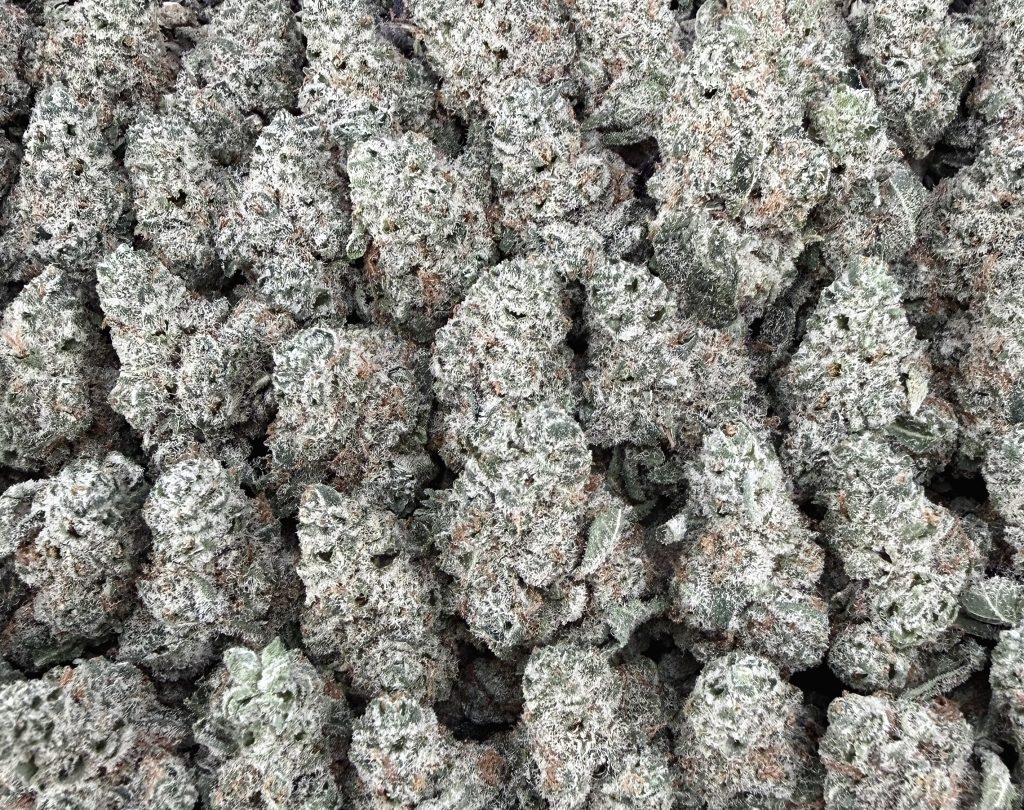 S44 Acqua Di Rose Mid